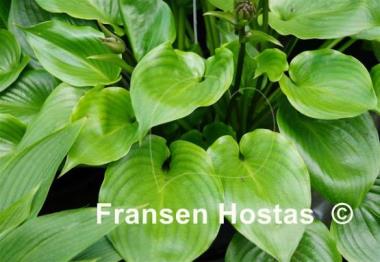 Hosta Shiny Sonata
