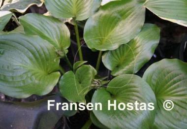 Hosta Shiny Sonata