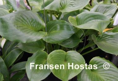 Hosta Shiny Sonata