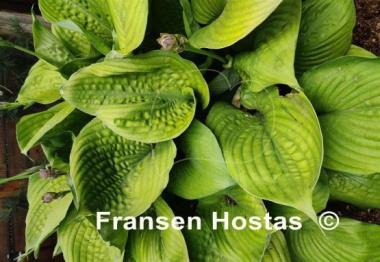 Hosta Shiny Substance