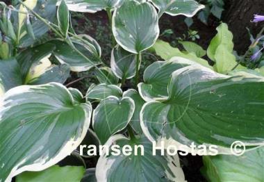 Hosta Shirley Vaughn