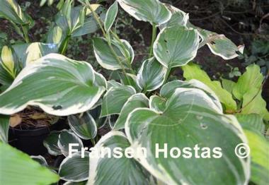 Hosta Shirley Vaughn