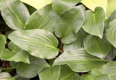 Hosta Shiro Tama Nishiki