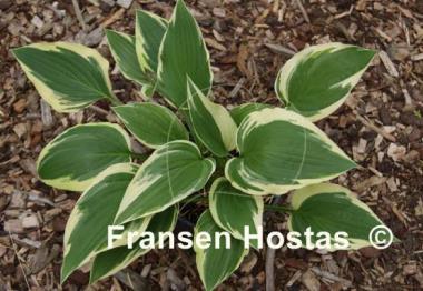 Hosta Shogun