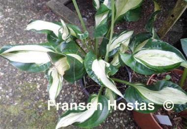 Hosta Shooting Star