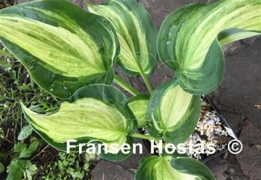 Hosta Shooting Star