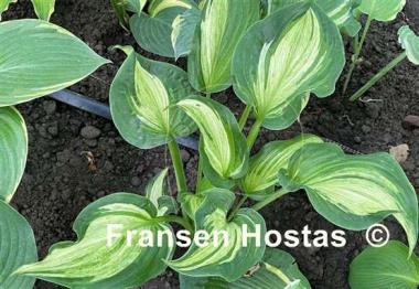 Hosta Shooting Star