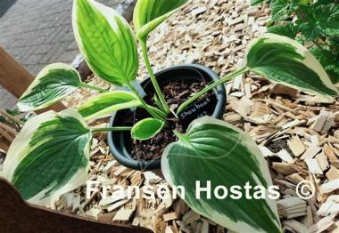 Hosta Showboat