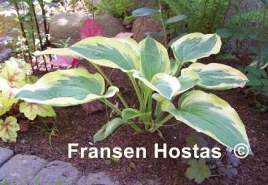 Hosta Showboat