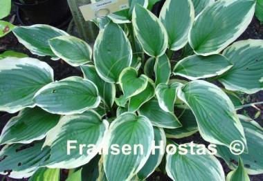 Hosta Showboat
