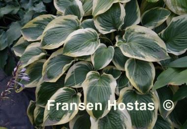Hosta Showboat