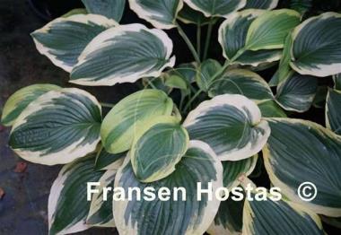Hosta Showboat