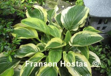 Hosta Showboat