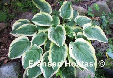 Hosta Showboat
