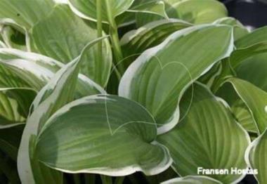 Hosta Showtime