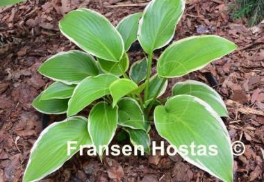 Hosta Showtime