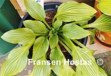 Hosta Siberian Tiger