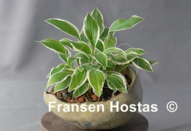Hosta Silberlöffel