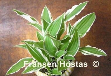 Hosta Silberlöffel
