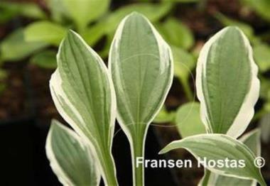 Hosta Silberlöffel