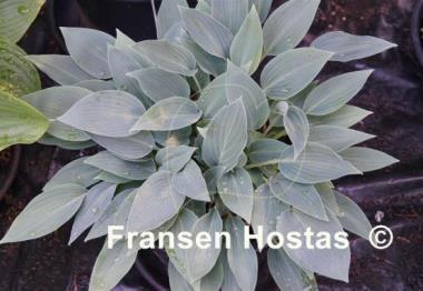 Hosta Silberpfeil