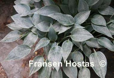 Hosta Silberpfeil