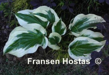 Hosta Silk Road