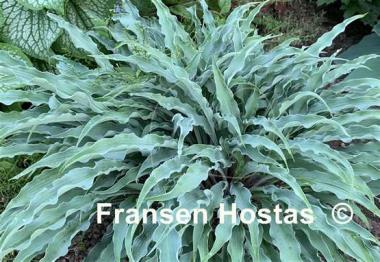 Hosta Silly String