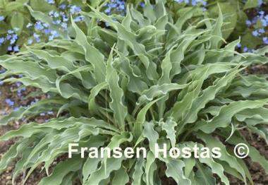 Hosta Silly String