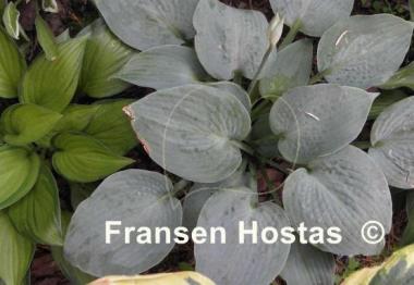 Hosta Silver Bay