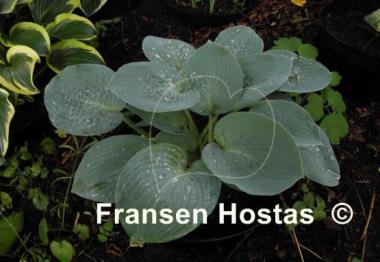 Hosta Silver Bay