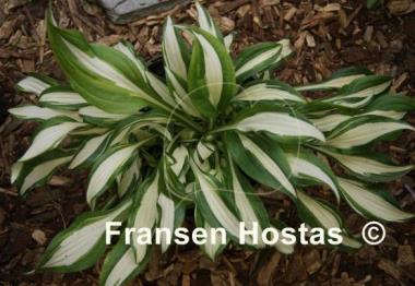Hosta Silver Kabitan