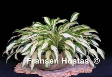 Hosta Silver Kabitan