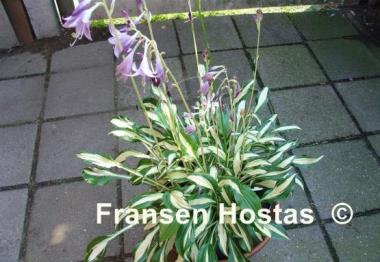 Hosta Silver Kabitan