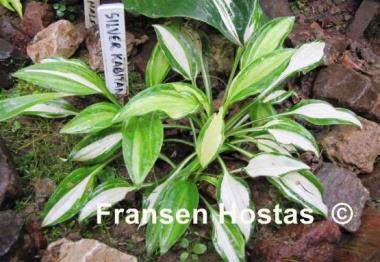 Hosta Silver Kabitan