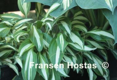Hosta Silver Kabitan