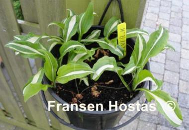 Hosta Silver Kabitan