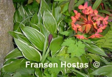 Hosta Silver Lance