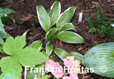 Hosta Silver Lance