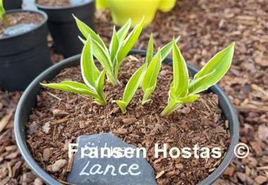 Hosta Silver Lance