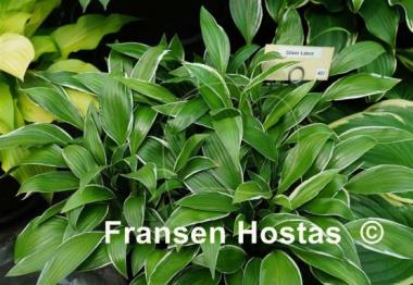 Hosta Silver Lance