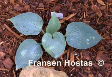 Hosta Silver Light