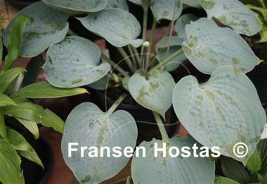 Hosta Silver Light