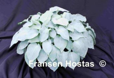 Hosta Silver Light