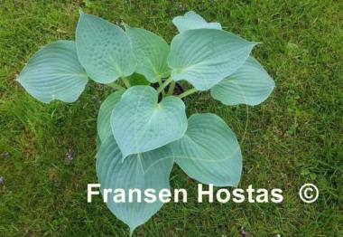 Hosta Silver Light