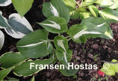 Hosta Silver Lode