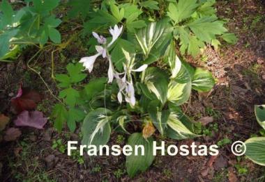Hosta Silver Lode