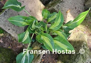 Hosta Silver Lode