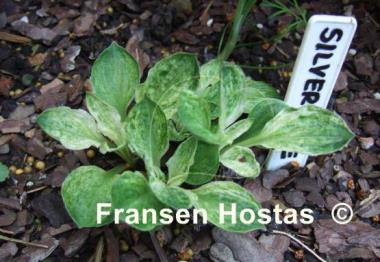 Hosta Silver Mine