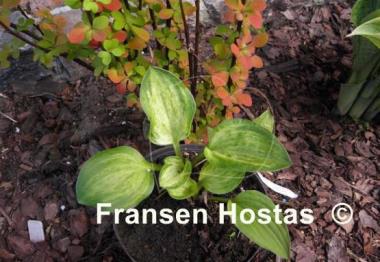 Hosta Silver Mine